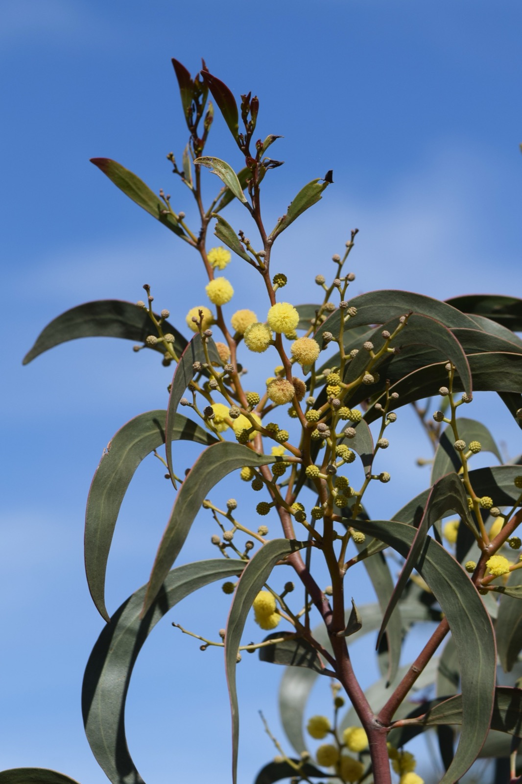 Sprays of bright yellow ball-shaped golden wattle flowers on a branch with long sickle-shaped leaves against a blue sky