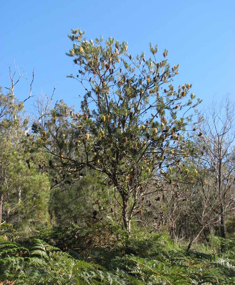 A silver banksia tree covered in flower cones growing in open bushland at Arthurs Seat on the Mornington Peninsula