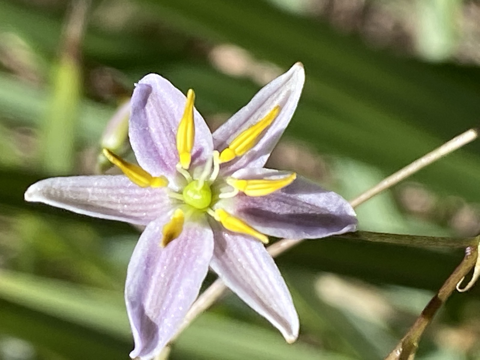 Close-up of a pale purple six-petalled flax lily flower with bright yellow anthers