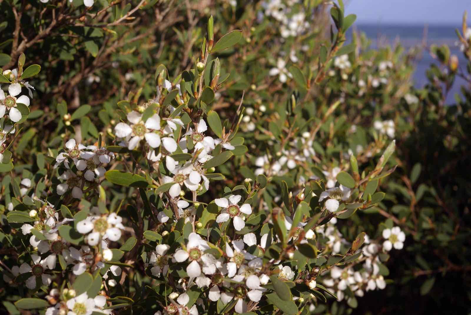A coast tea-tree shrub covered in small white five-petalled flowers with the sea visible in the background