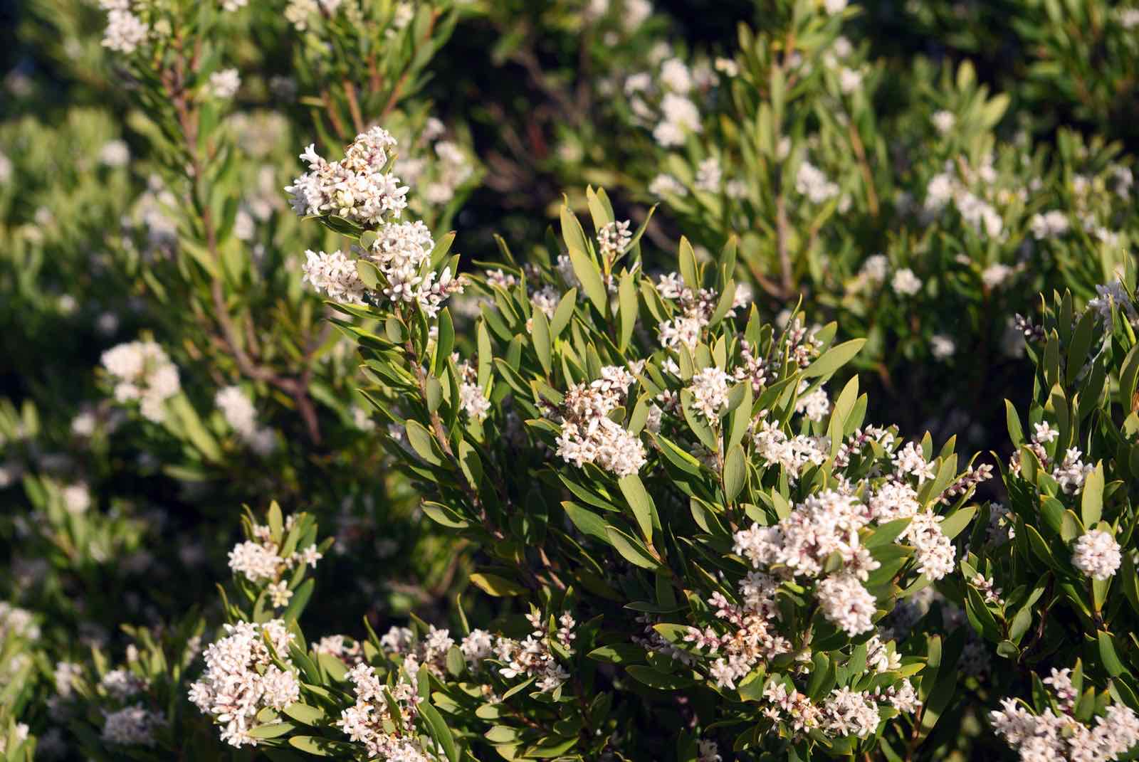 Clusters of tiny white tubular coast beard-heath flowers among small oval leaves on a dense shrub