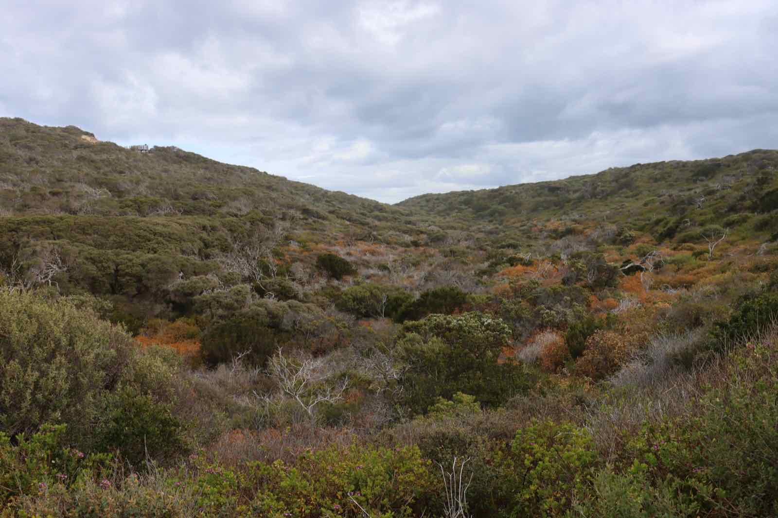 A hillside blanketed in low coastal heath and wind-shaped scrub at Point Nepean, with patches of orange autumn foliage under a cloudy sky