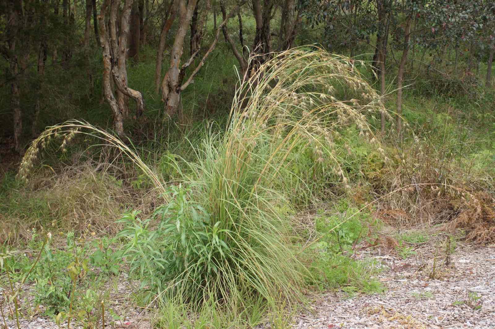 A tussock of kangaroo grass with tall arching golden-brown seed heads at a woodland edge